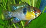 Apistogramma cacatuoides 4